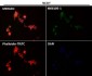 Anti-SOX2 Rabbit Monoclonal Antibody